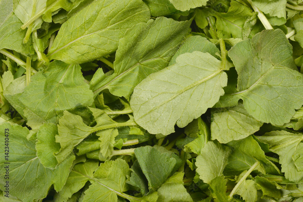 A dense pile of fresh, vibrant green radish leaves fills the frame in a close-up, top-down shot
