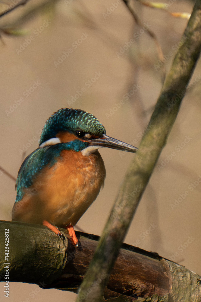 Fototapeta premium Common kingfisher (Alcedo atthis), also known as the Eurasian kingfisher and river kingfisher sitting on a tree branch.