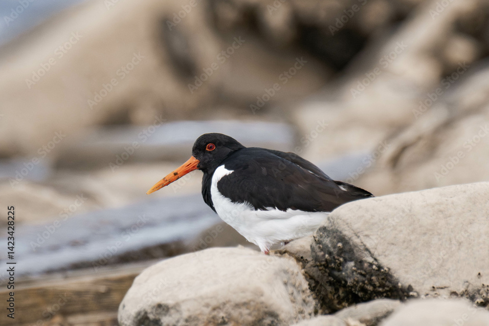 Eurasian oystercatcher (Haematopus ostralegus). Eurasian oystercatcher (Haematopus ostralegus).