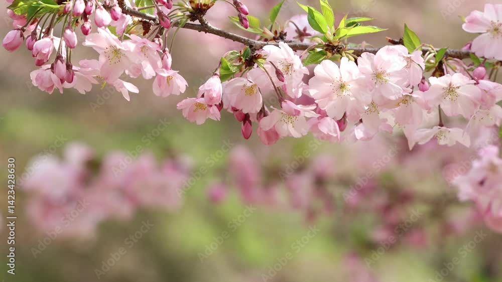 春の日差しを浴びて咲く淡いピンクの思川桜のフィックス撮影 春の日差しを浴びて咲く淡いピンクの思川桜のフィックス撮影