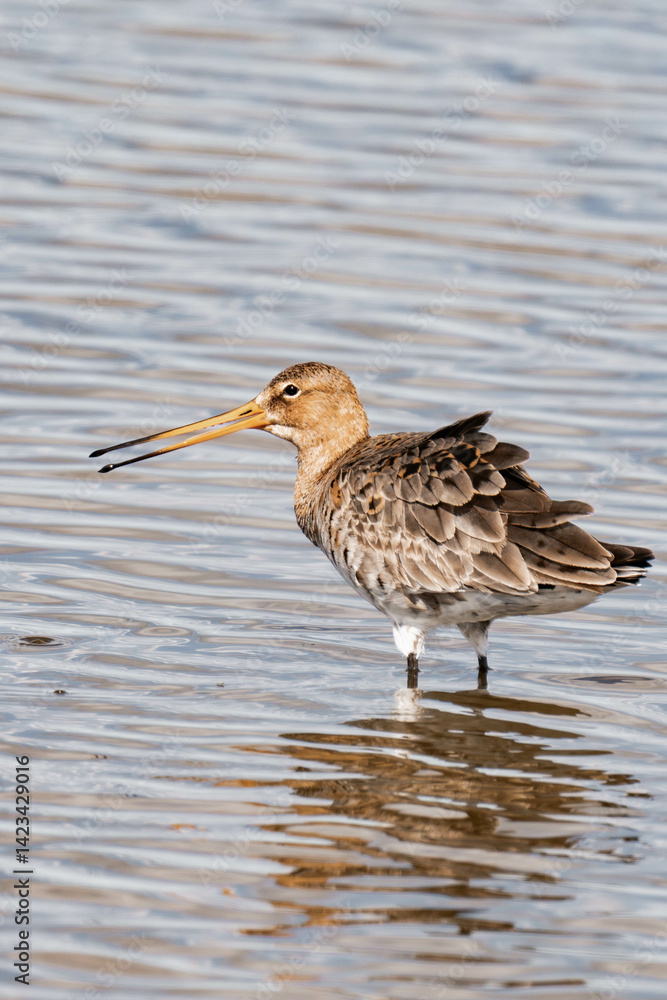 Black-tailed godwit (Limosa limosa) looking for food. Black-tailed godwit (Limosa limosa) looking for food.