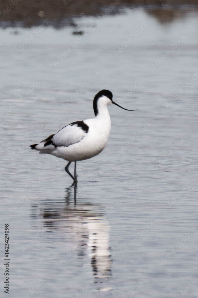 Pied avocet (Recurvirostra avosetta) at a riverbank. Pied avocet (Recurvirostra avosetta) at a riverbank.