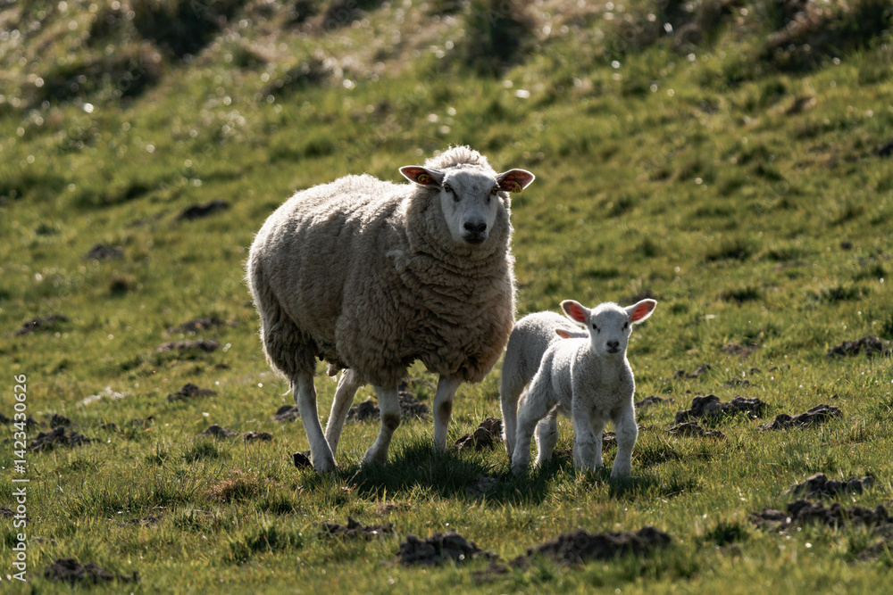 Obraz premium Sheep mother with lambs.