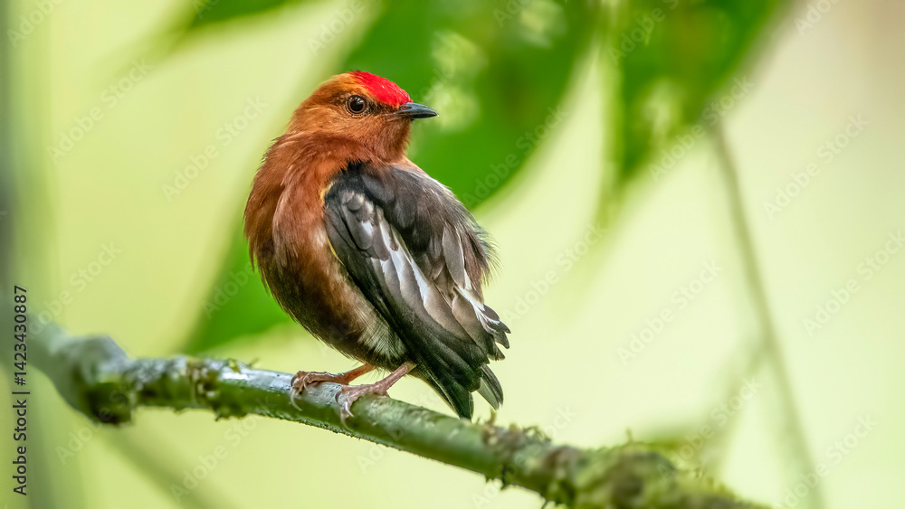 The club-winged manakin is a small passerine bird that is a resident breeding species on the western slopes of the Colombian Andes and in the cloud forests of northwestern Ecuador.