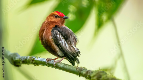 Obraz na płótnie The club-winged manakin is a small passerine bird that is a resident breeding species on the western slopes of the Colombian Andes and in the cloud forests of northwestern Ecuador. w salonie