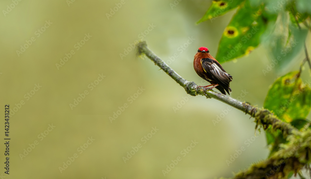 The club-winged manakin is a small passerine bird that is a resident breeding species on the western slopes of the Colombian Andes and in the cloud forests of northwestern Ecuador.