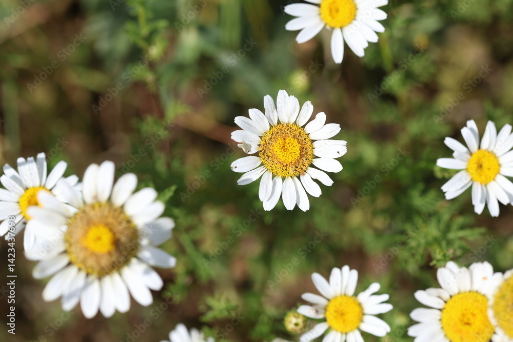 Fototapeta premium top view of wild daisy flowers in the field in spring