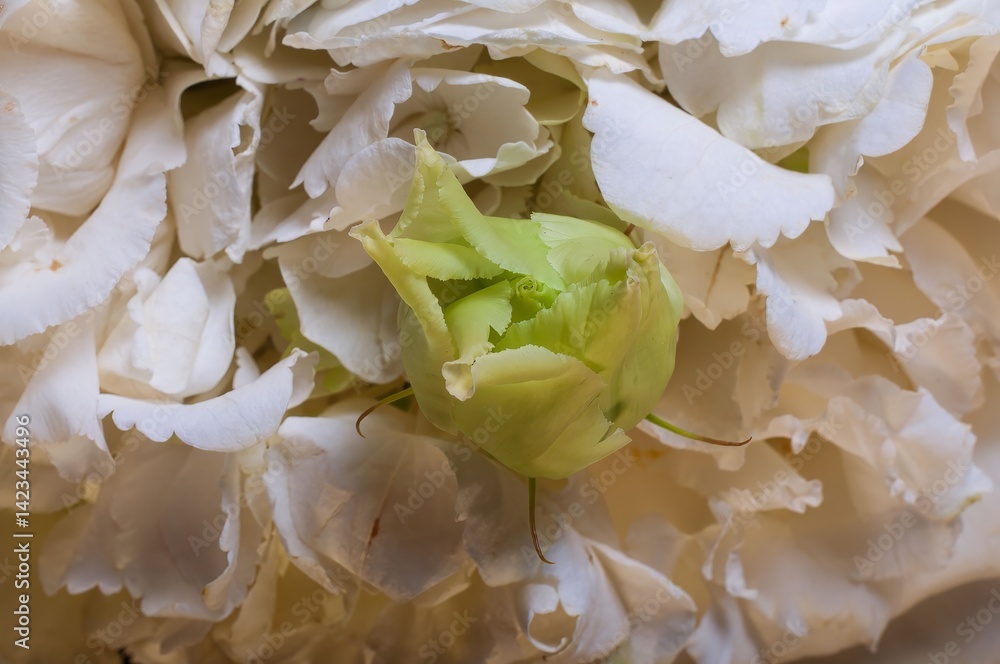 A captivating close-up showcases a vivid green bud amidst a cascade of white petals. A captivating close-up showcases a vivid green bud amidst a cascade of white petals.
