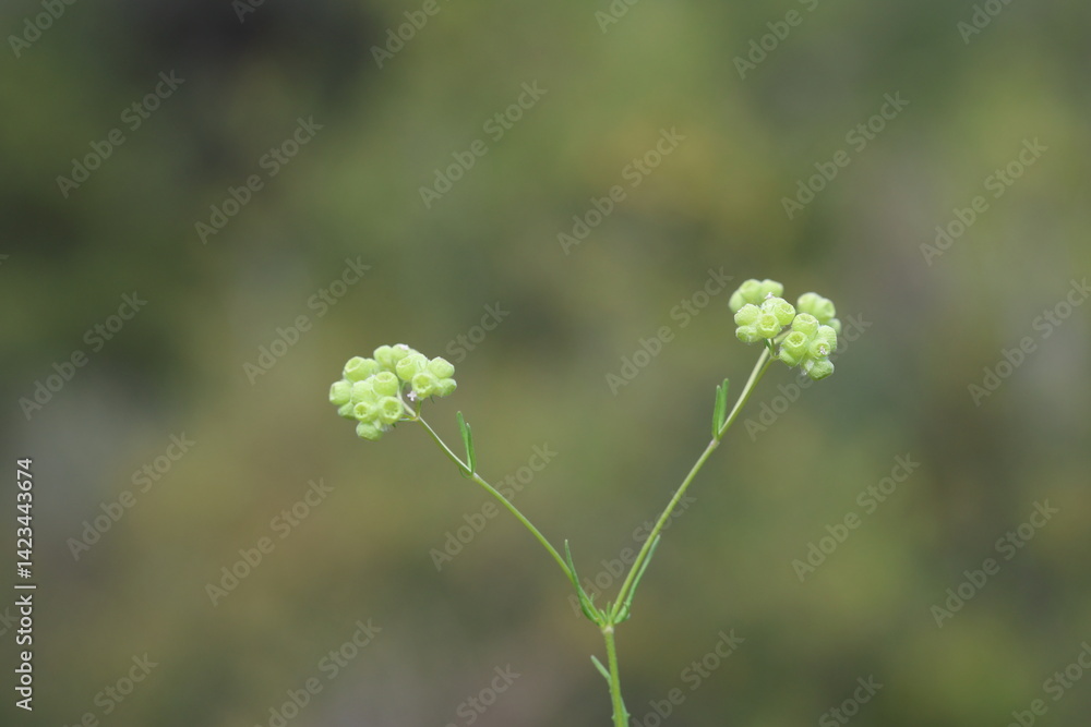 close up of seeds of valeriana vesicaria close up of seeds of valeriana vesicaria