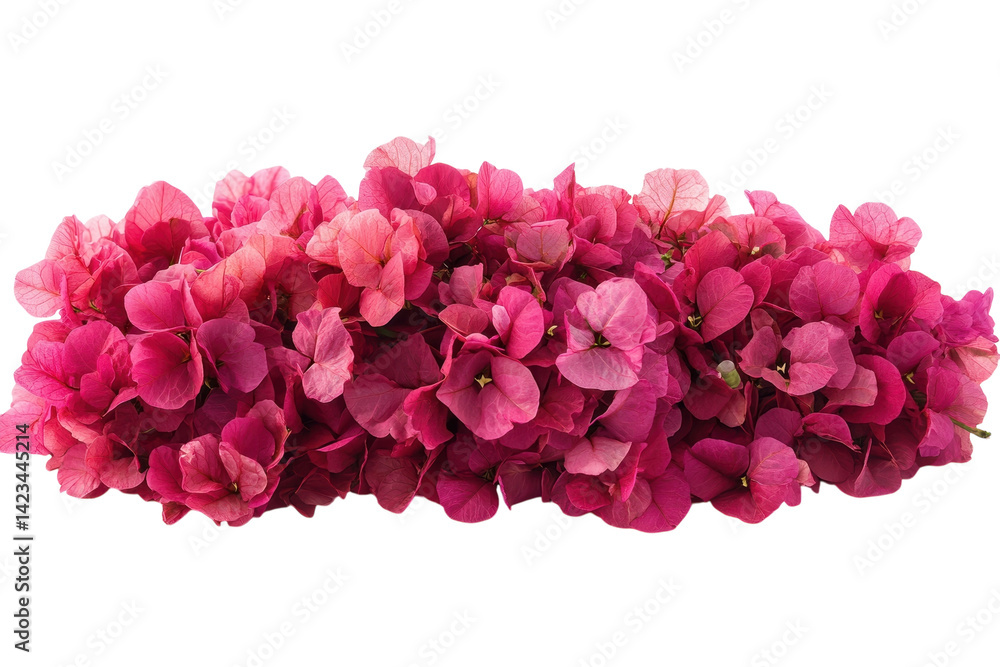 Obraz premium Pink bougainvillea flowers