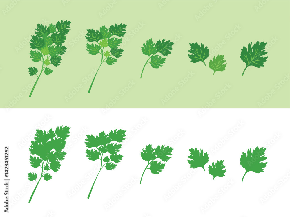Set of bunch of parsley vector. Set of vector illustration depicting a bunch of fresh green celery leaves, parsley isolated on a white background. Set of bunch of parsley vector. Set of vector illustration depicting a bunch of fresh green celery leaves, parsley isolated on a white background.