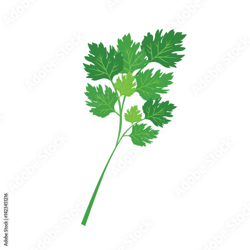 Parsley vector. vector illustration depicting a bunch of fresh green celery leaves, parsley isolated on a white background.