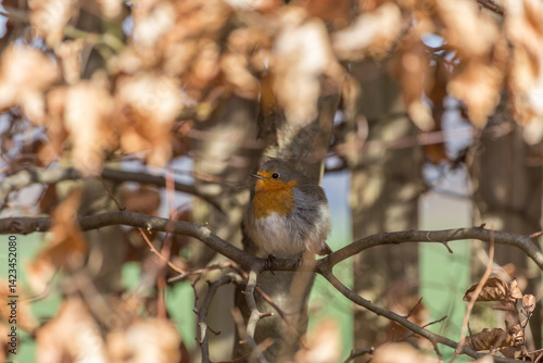 robin redbreast hiding in the hedge