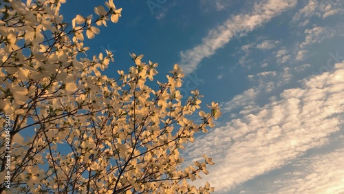 Wallpaper Mural A tree with white flowers is in front of a blue sky. The sky is partly cloudy, and the sun is shining through the clouds. Scene is peaceful and serene, with the beauty of nature on display Torontodigital.ca