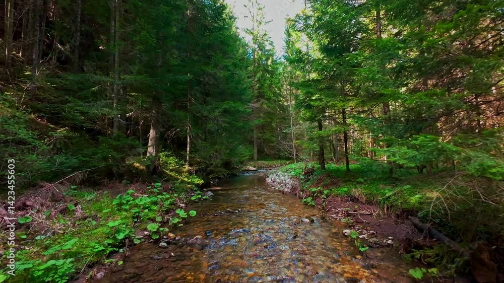 Low aerial drone shot gliding through a magical forest, over a clear freshwater creek with moss-covered green stones, lush foliage, and rushing water Low aerial drone shot gliding through a magical forest, over a clear freshwater creek with moss-covered green stones, lush foliage, and rushing water
