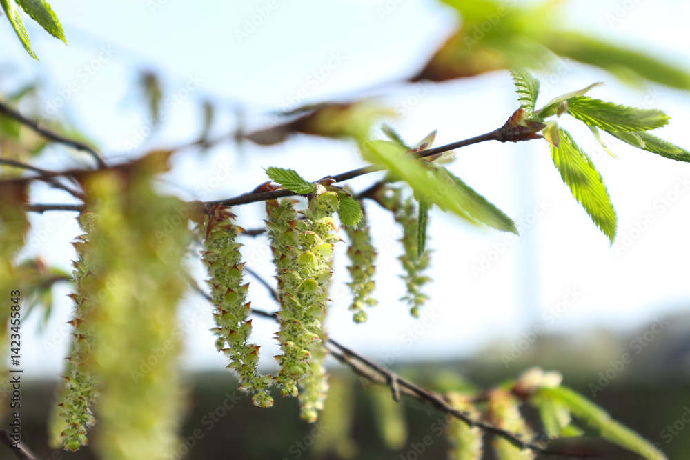 custom made wallpaper toronto digitalFlowering ash branch against blue sky, close-up