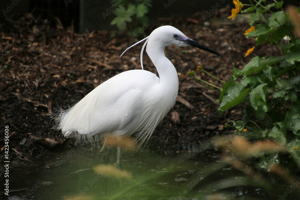 great white egret great white egret