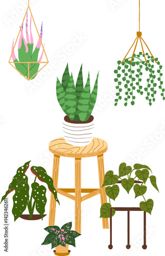 Cozy home decor. Different potted houseplants, wooden chair, hanging pot illustration design.