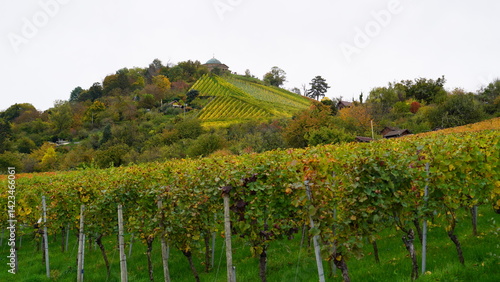 Weinberg im Herbst in Stuttgart
