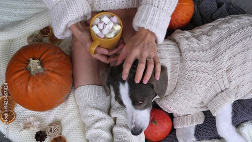Cozy autumn scene features a woman wearing a knitted sweater and leg warmers, petting her dog while holding a mug of hot chocolate with marshmallows, surrounded by pumpkins and fall decorations