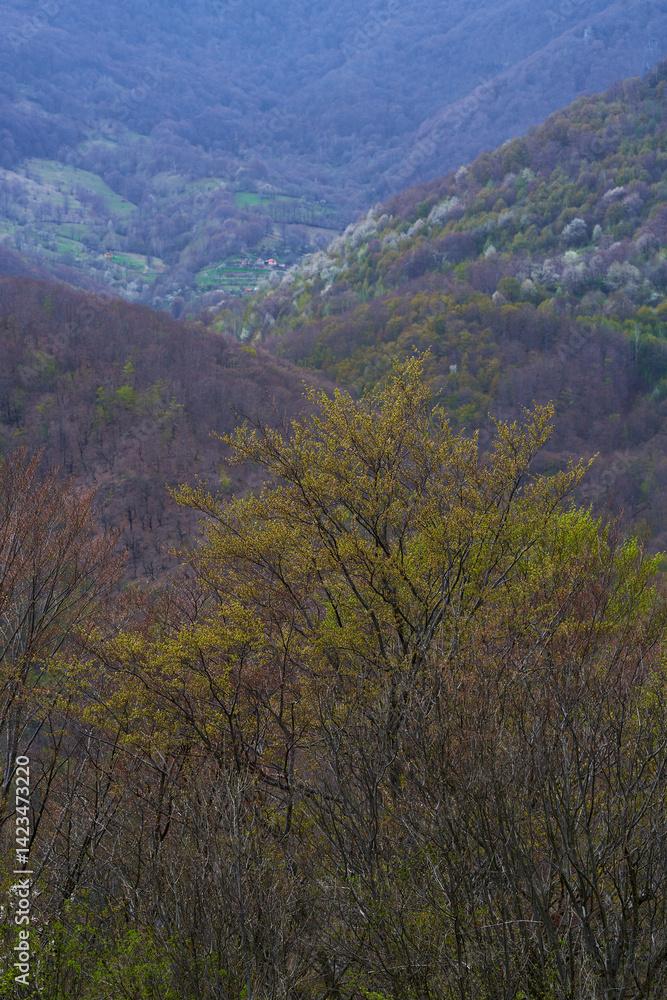 Spring forest layers above remote valley with scattered homes