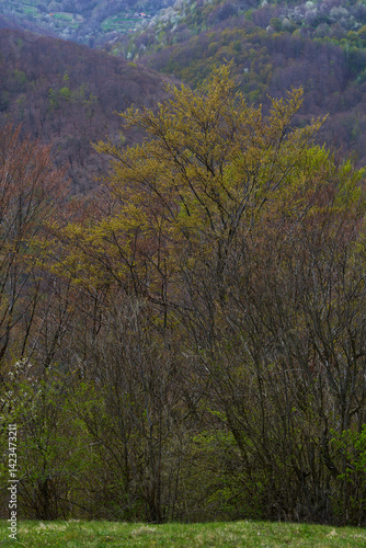 Obraz na płótnie Spring forest layers above remote valley with scattered homes w salonie