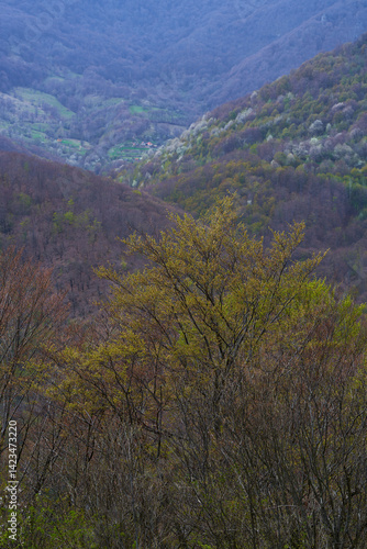 Obraz na płótnie Spring forest layers above remote valley with scattered homes w salonie