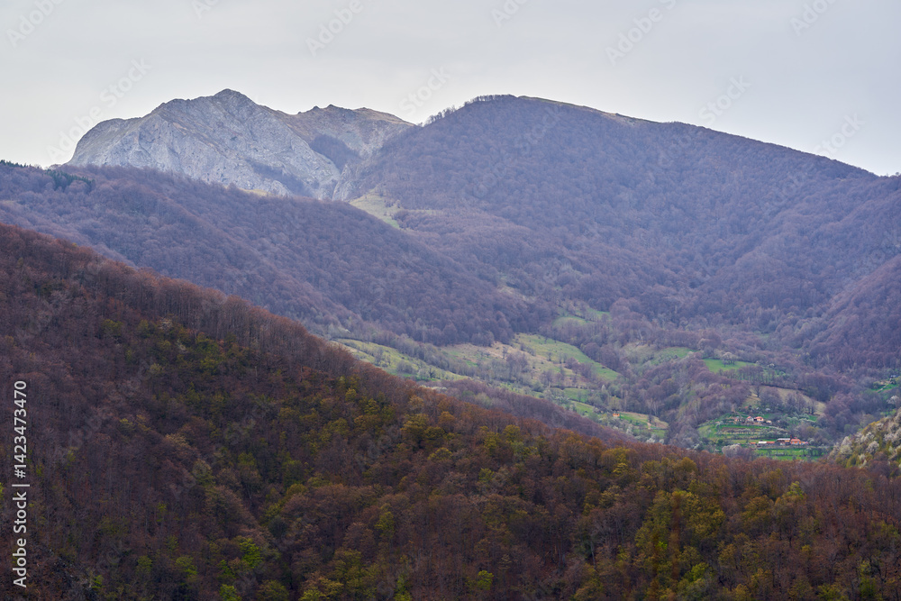 Forested valley beneath rocky mountain