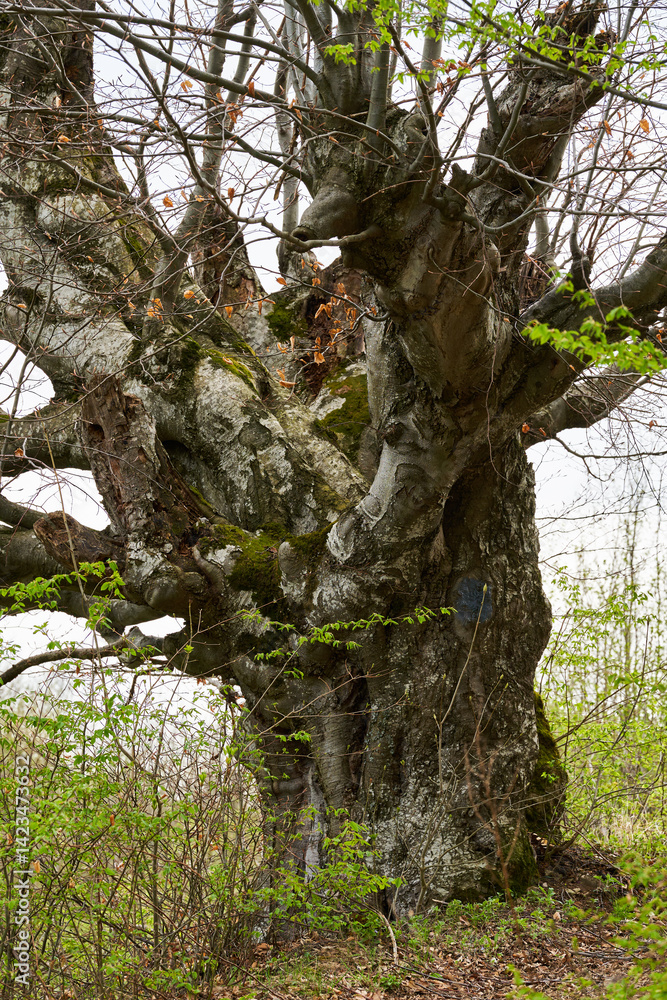 Gnarled tree with moss and buds