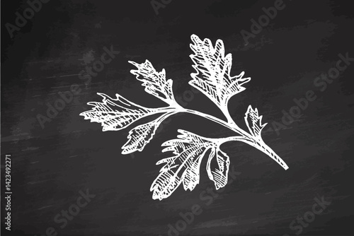 Hand drawn vintage sketch of parsley herb branch in engraving style on chalkboard background