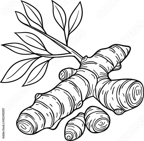 Hand Drawn Turmeric Root with Leaves Black and White Vector