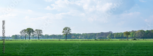 meadows and trees in spring time on utrechtse heuvelrug near doorn