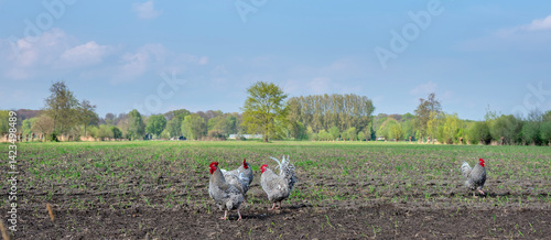 Obraz na płótnie hollandse blauwe chickens in spring free roaming in field near doorn in holland w salonie