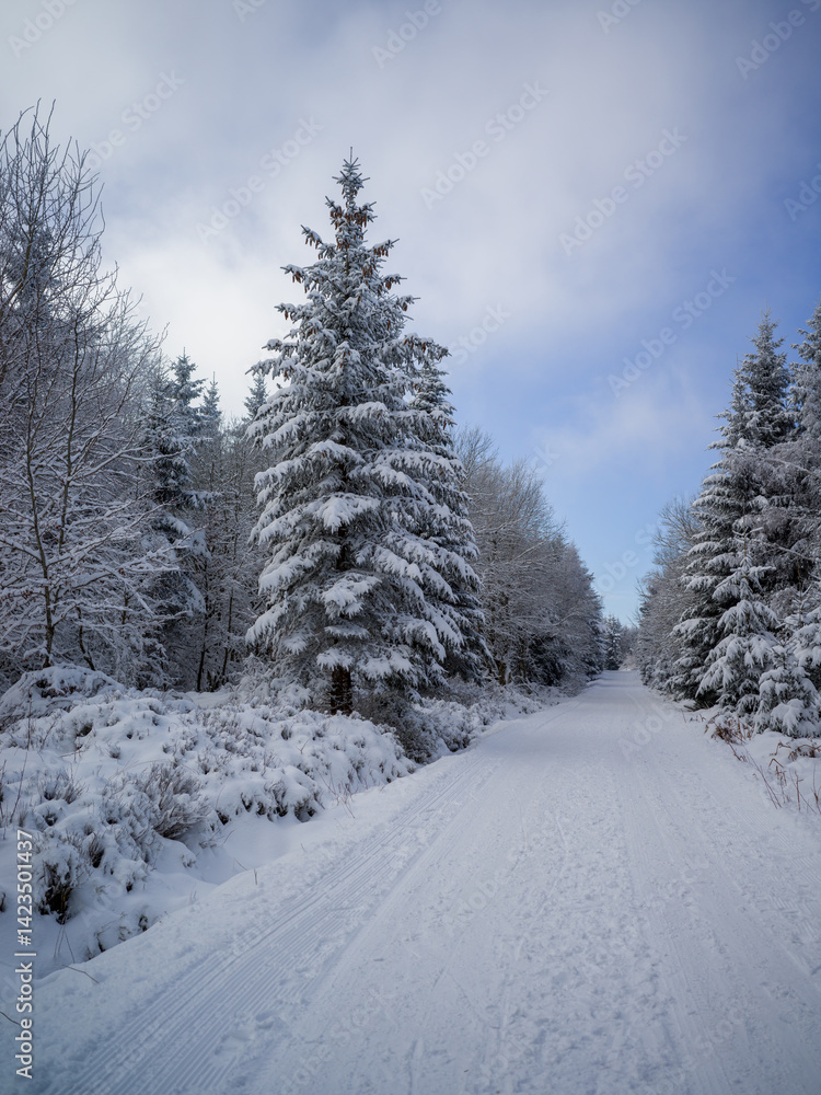 snow covered trees snow covered trees
