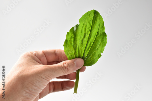 Healing plantain leaf in hand on white background.