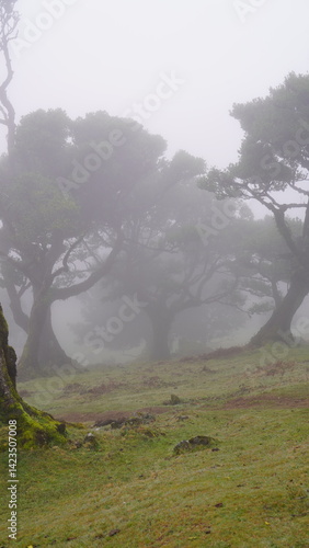 Nebelwald Madeira (Vereda do Fanal)