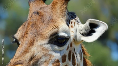 Close-up portrait captures the serene gaze and patterned fur of a giraffe against a soft, out-of-focus green natural backdrop.