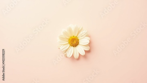 Delicate Daisies on a Pastel Background