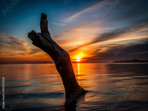 Silhouette of Driftwood Naturally Cut Out Against Sunset Sky - Stock Photo