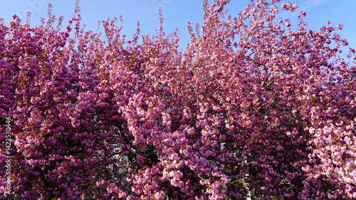 Kirschblüten - cherry bloom