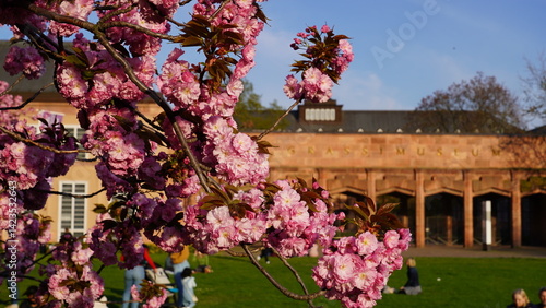 Kirschblüten am Grassimuseum in Leipzig