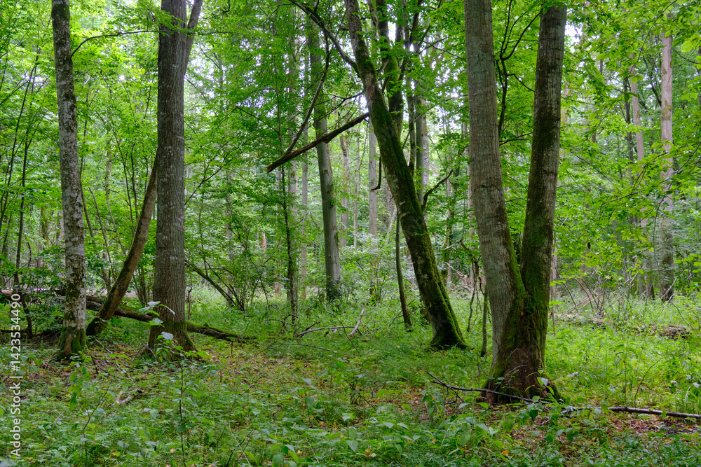 Late summer rich deciduous stand with old trees and lush foliage