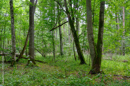 Obraz na płótnie Late summer rich deciduous stand with old trees and lush foliage w salonie
