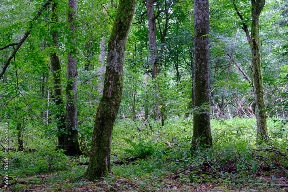 Late summer rich deciduous stand with old trees and lush foliage