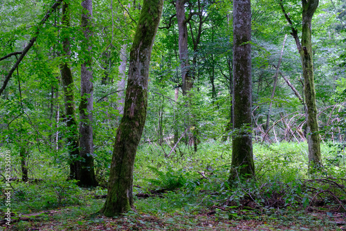 Obraz na płótnie Late summer rich deciduous stand with old trees and lush foliage w salonie