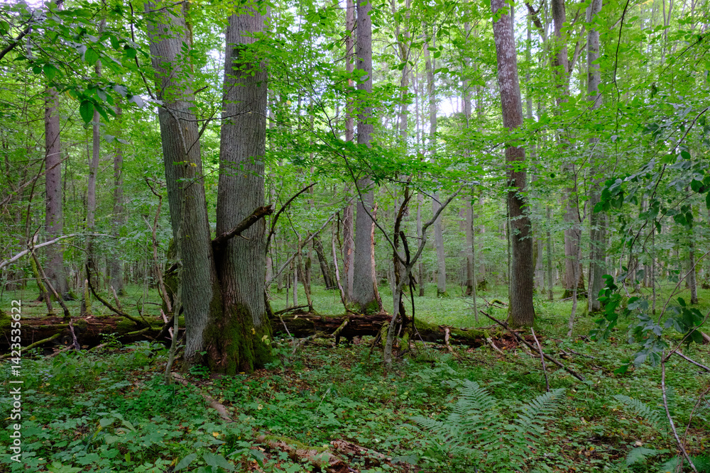 Late summer rich deciduous stand with old trees and lush foliage
