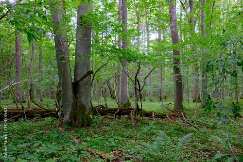 Obraz na płótnie Late summer rich deciduous stand with old trees and lush foliage w salonie