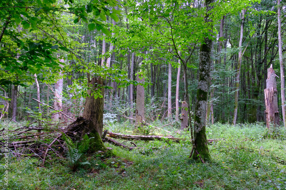 Late summer rich deciduous stand with old trees and lush foliage