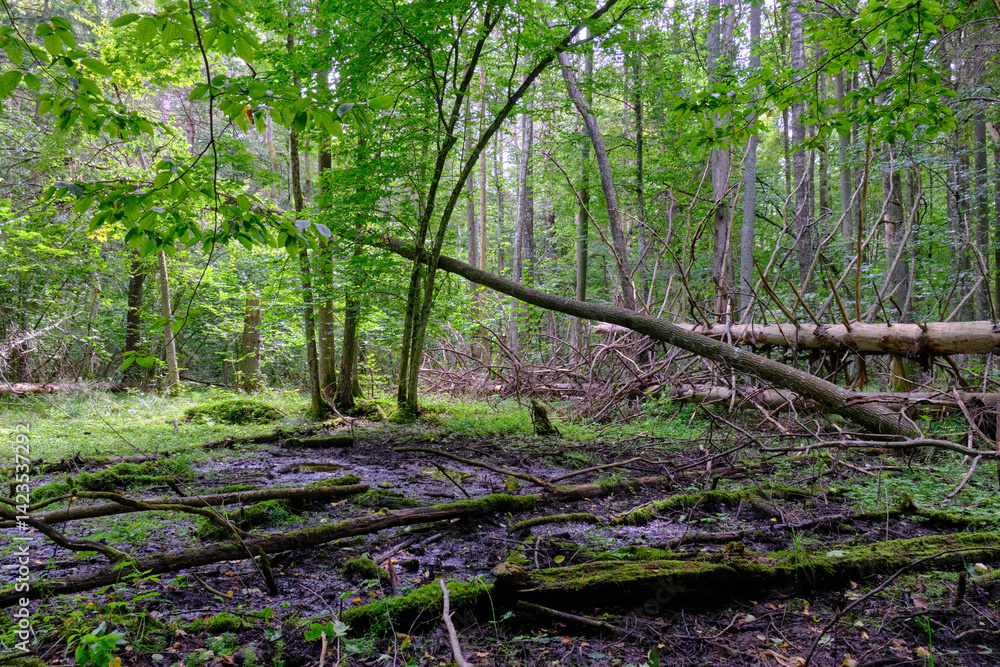 Late summer rich deciduous stand with old trees and lush foliage