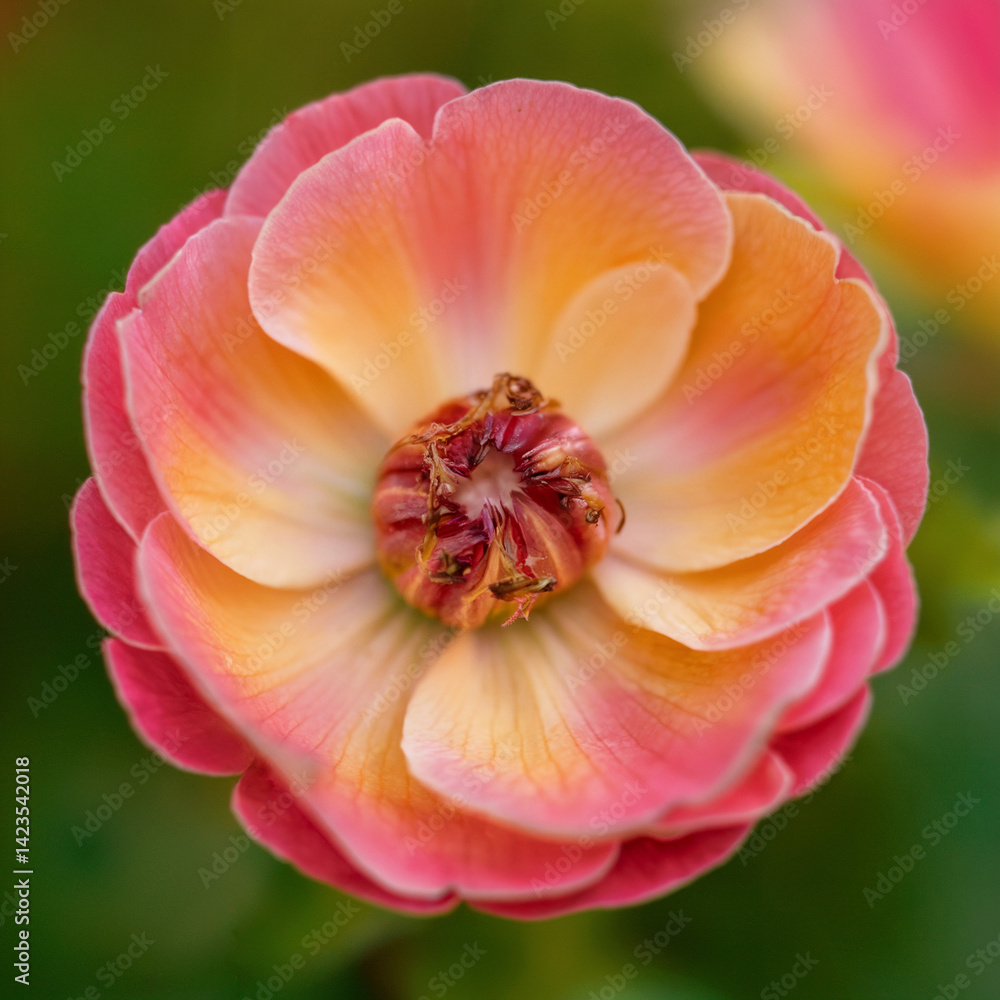 Naklejka premium close up of pink rose